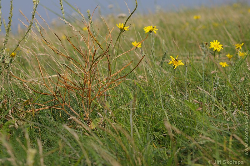 Hesperis tristis, večernice smutná