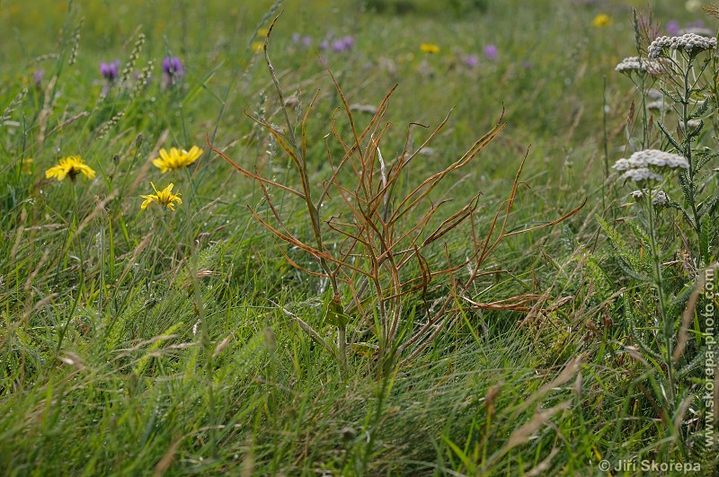 Hesperis tristis, večernice smutná