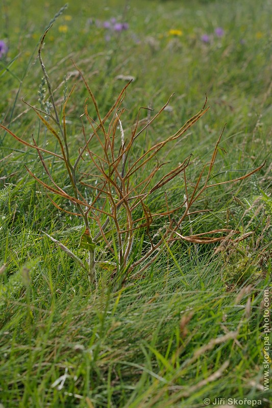 Hesperis tristis, večernice smutná