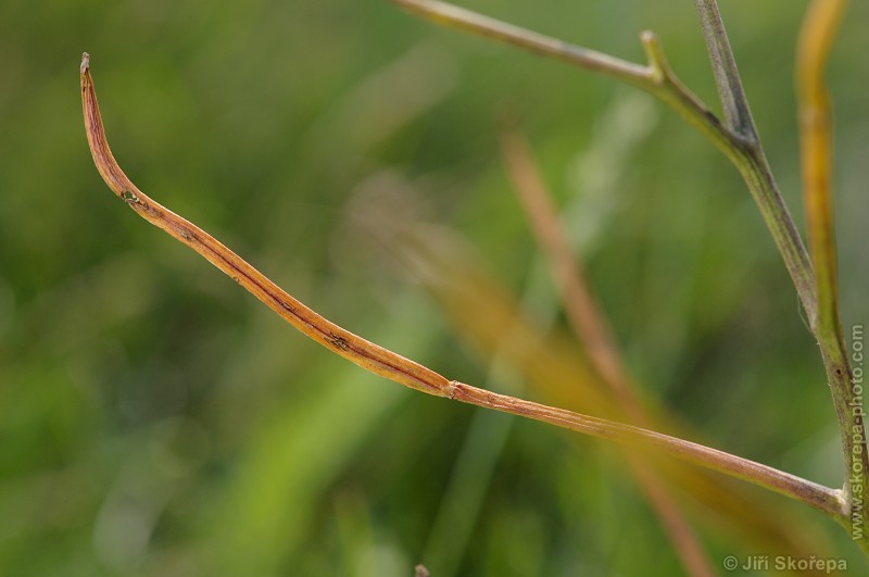 Hesperis tristis, večernice smutná