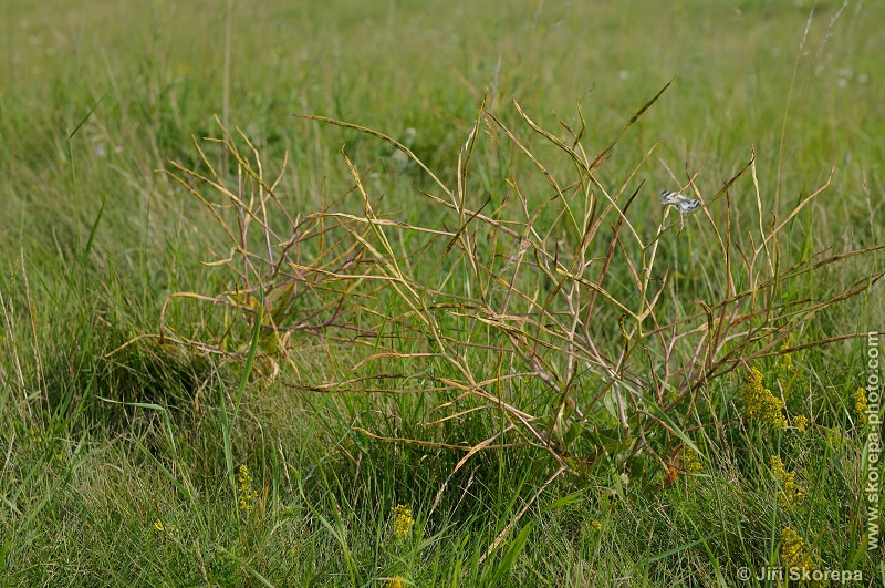 Hesperis tristis, večernice smutná