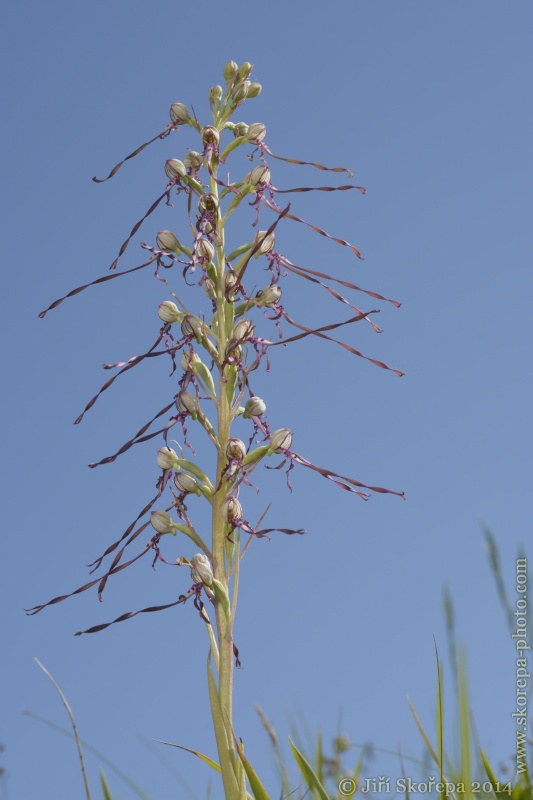 Himantoglossum adriaticum, jazýček jadranský -  Slovensko