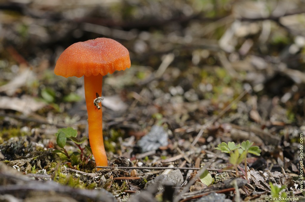 Hygrocybe calciphila, voskovka vápnomilná - PR Kladrubská hora, Táborsko