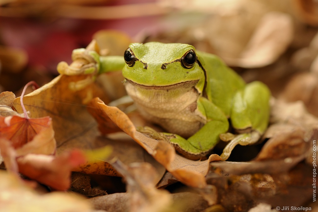 Hyla arborea, rosnička obecná - Lednice, Břeclavsko