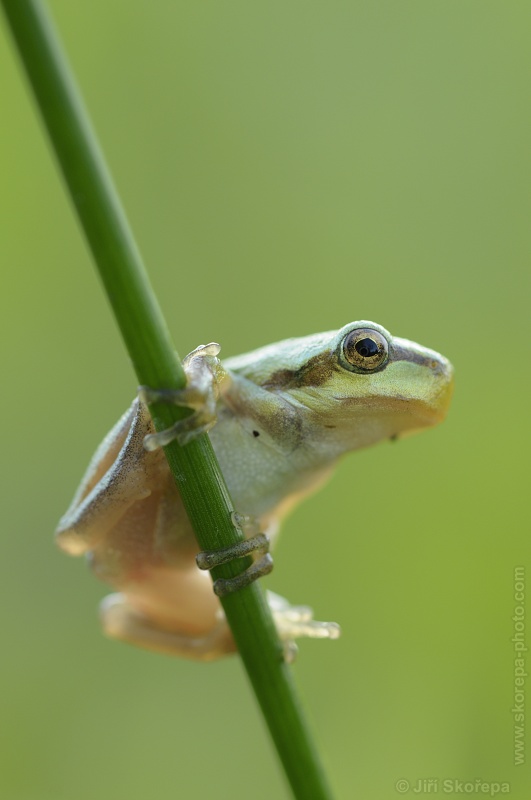 Hyla arborea, rosnička zelená - NPP Stročov, Libenice