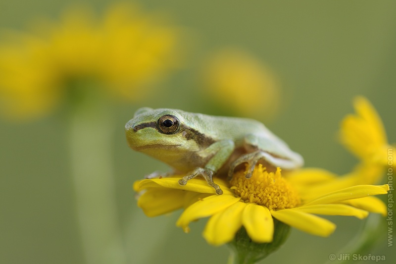 Hyla arborea, rosnička zelená - NPP Stročov, Libenice