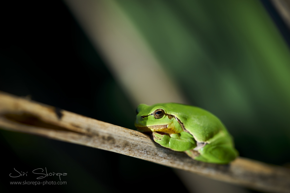 Hyla arborea, rosnička zelená - Pelhřimov, Vysočina