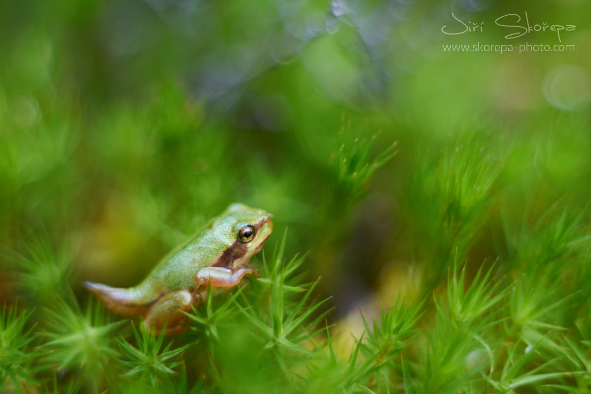 Hyla arborea, rosnička zelená – Třeboňsko