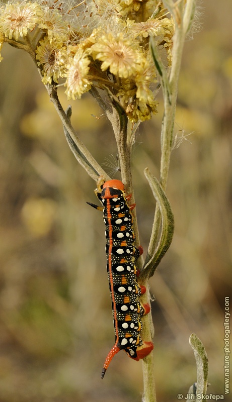 Hyles euphorbiae, lišaj pryšcový