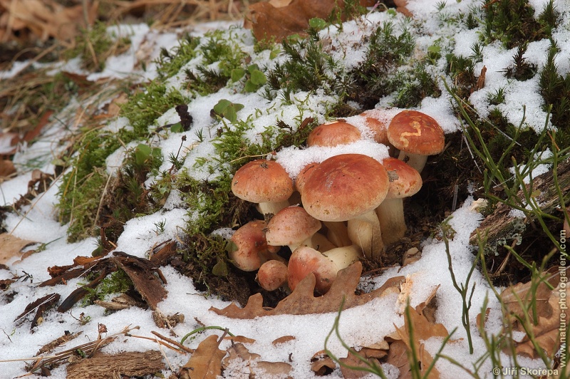 Hypholoma sublateritium, třepenitka cihlová