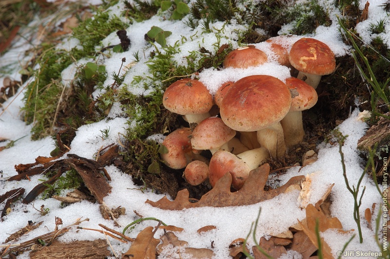 Hypholoma sublateritium, třepenitka cihlová