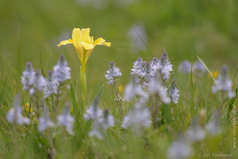 Iris humilis subsp. arenaria, kosatec skalní písečný - Klentnice, CHKO Pálava