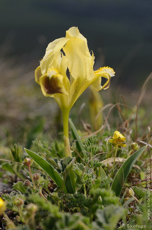 Iris pumila, kosatec nízký - PR Svatý kopeček u Mikulova, Břeclavsko