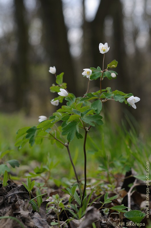 Isopyrum thalictroides, zapalice žluťuchovitá - NPR Pouzdřanská step-Kolby, Břeclavsko