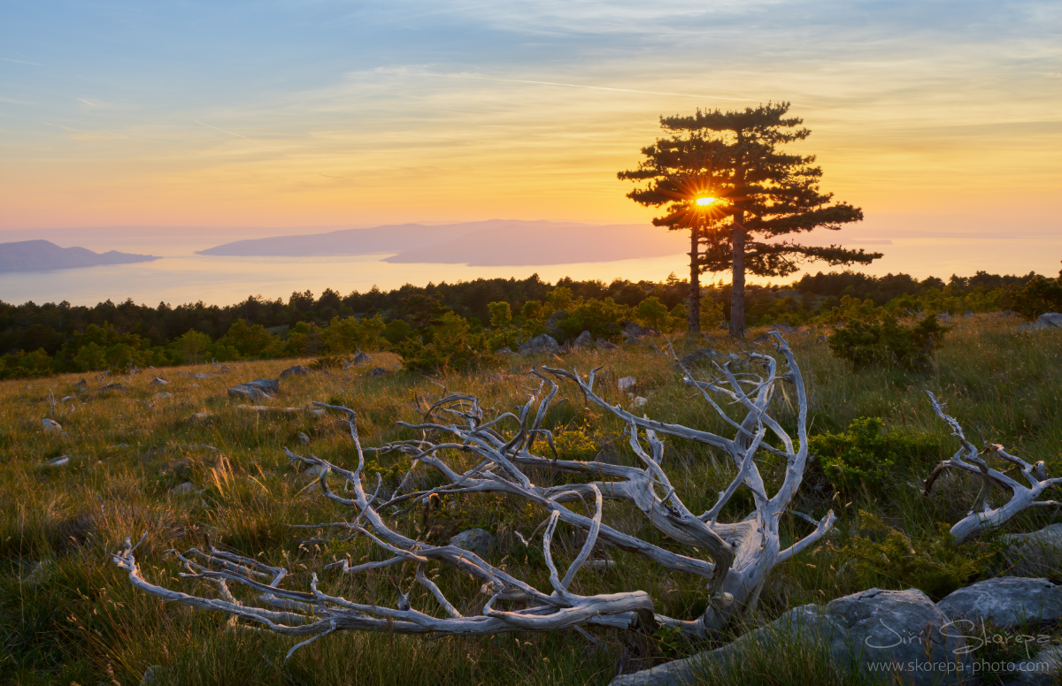Juniperus sp, jalovec – Hrmotine, Chorvatsko