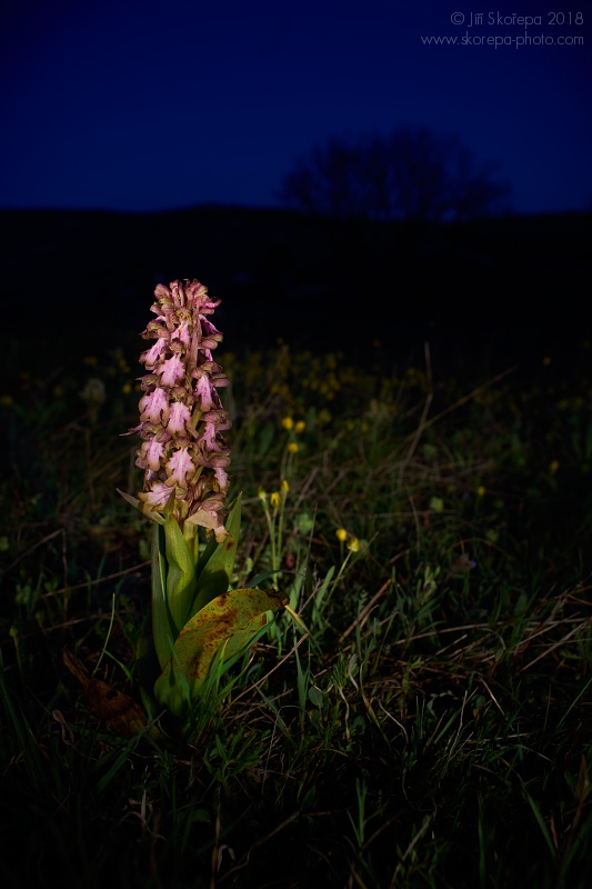 Kvetoucí barlie statná (Himantoglossum robertianum, Barlia rob