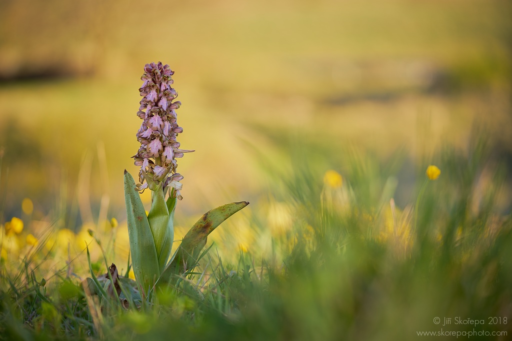 Kvetoucí barlie statná (Himantoglossum robertianum, Barlia robertiana) - Monte Sant´Angelo , Gargano