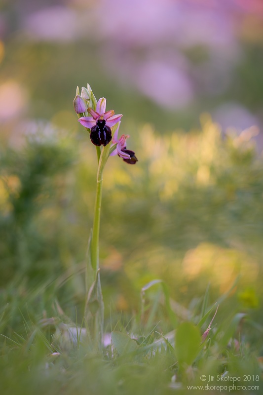 Kvetoucí tořič sipontský (Ophrys sipontensis) - Monte Sacro, Gargano