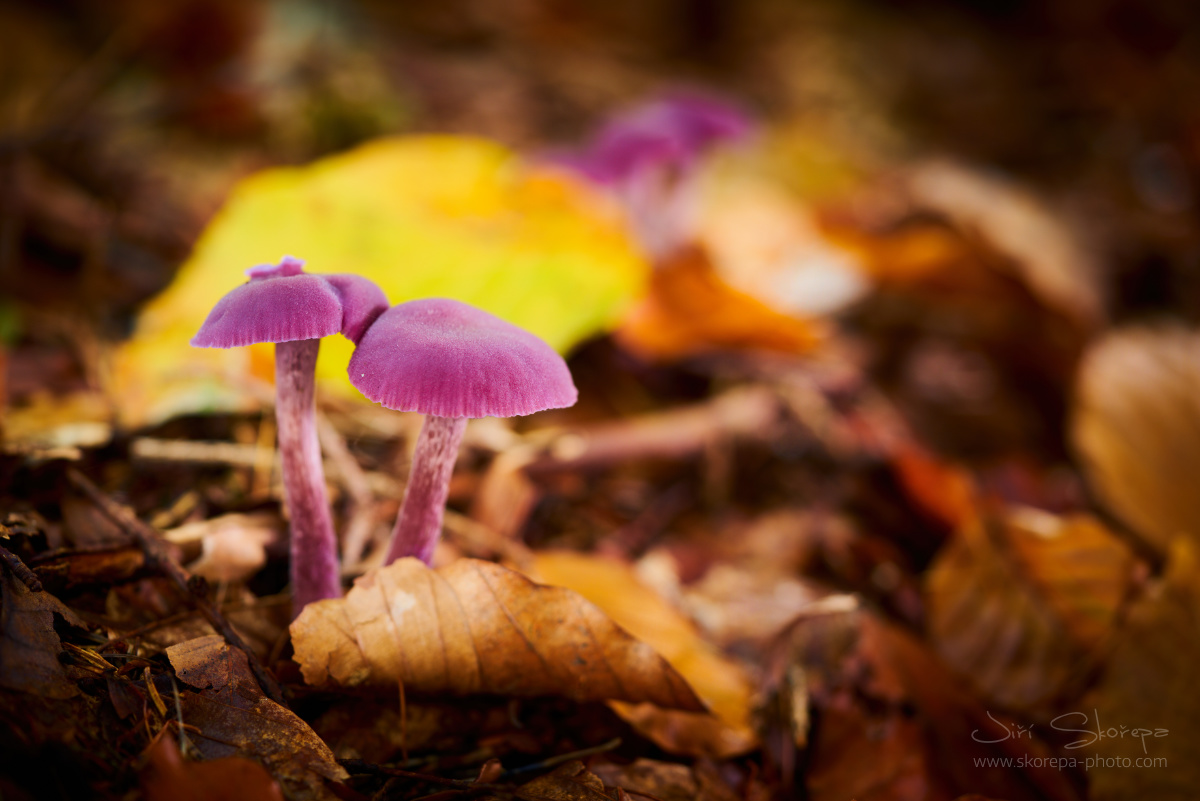 Laccaria amethystina, lakovka ametystová - Pobistrýce, Pelhřimovsko