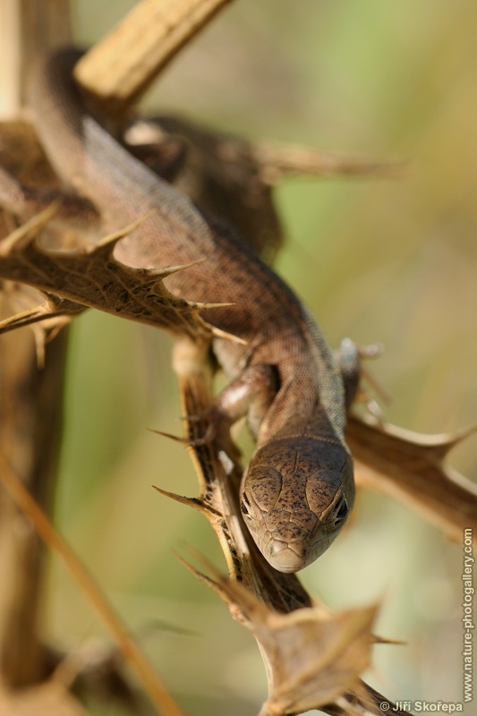 Lacerta viridis - ještěrka zelená, juvenil