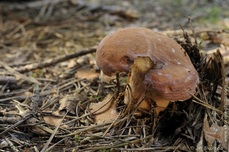 Lactarius volemus, ryzec syrovinka - Táborsko