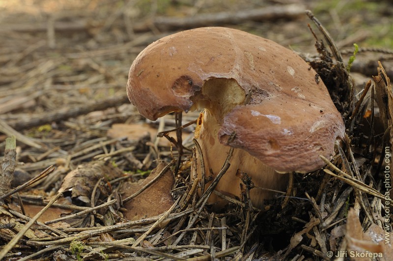 Lactarius volemus, ryzec syrovinka - Táborsko