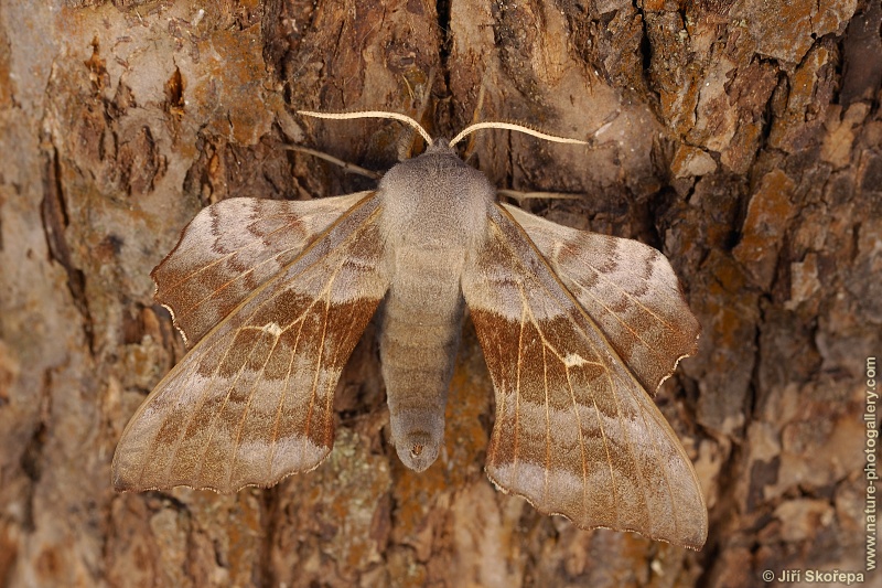 Laothoe populi, lišaj topolový