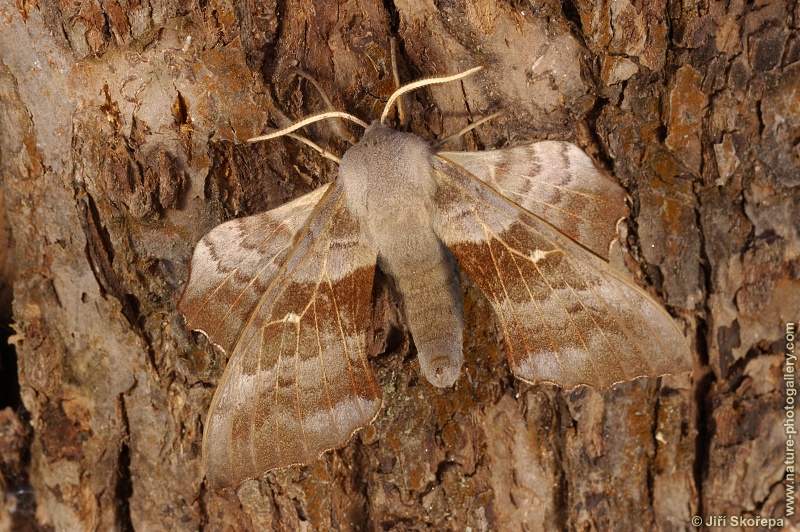 Laothoe populi, lišaj topolový