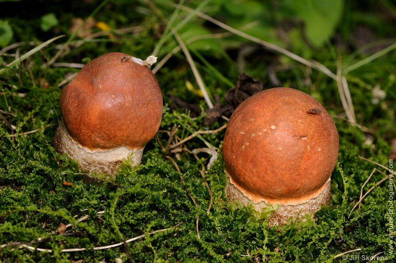 Leccinum aurantiacum var. sanguinescens, křemenáč krvavějící