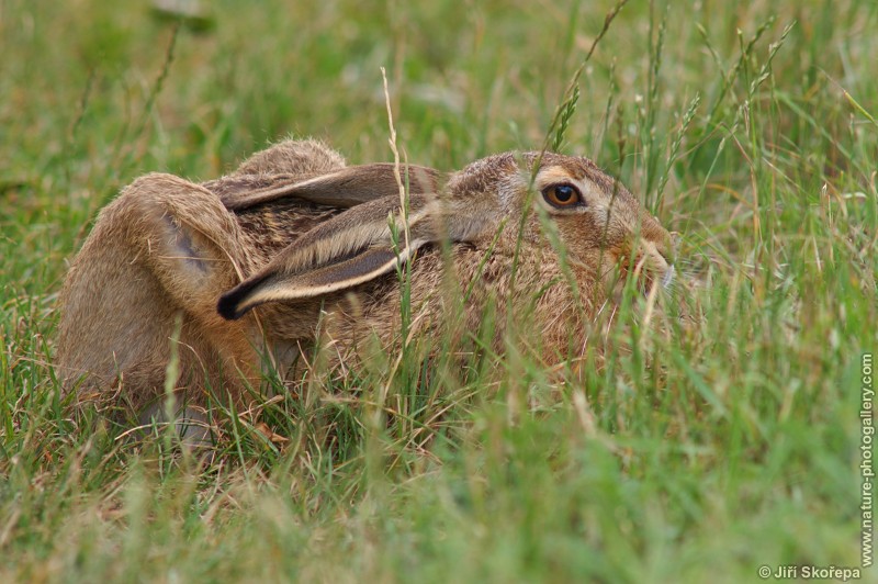 Lepus europaeus, zajíc polní