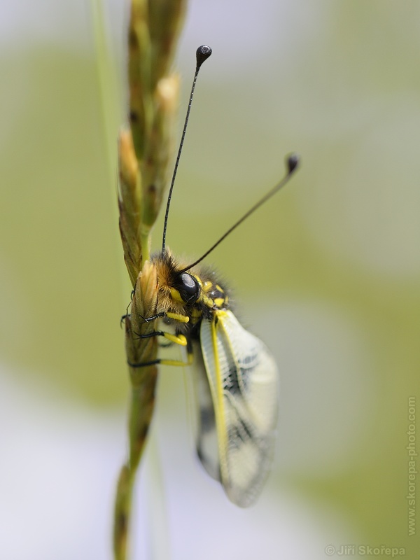 Libelloides macaronius, ploskoroh pestrý - CHKO Pálava