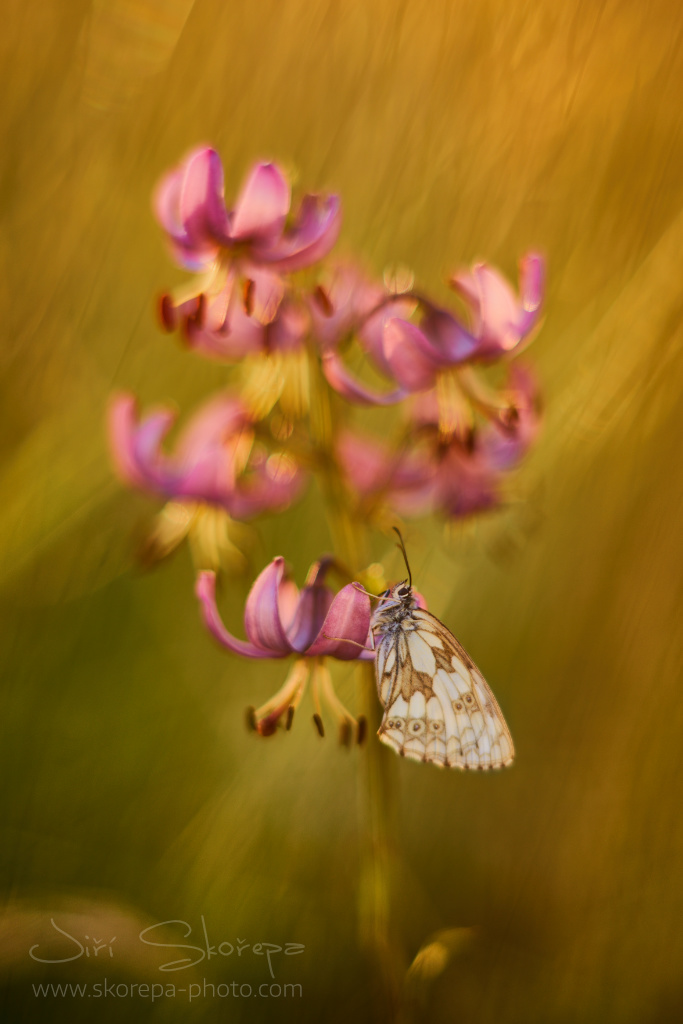 Lilium martagon, lilie zlatohlavá – Bílé Karpaty