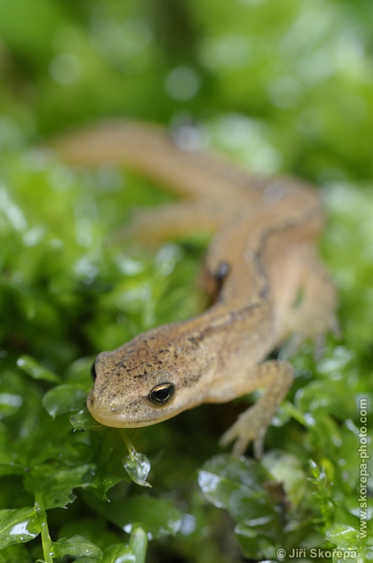 Lissotriton vulgaris, čolek obecný - Rybova Lhota, Táborsko