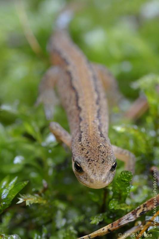 Lissotriton vulgaris, čolek obecný - Rybova Lhota, Táborsko