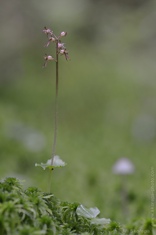 Listera cordata, bradáček srdčitý - NP Šumava