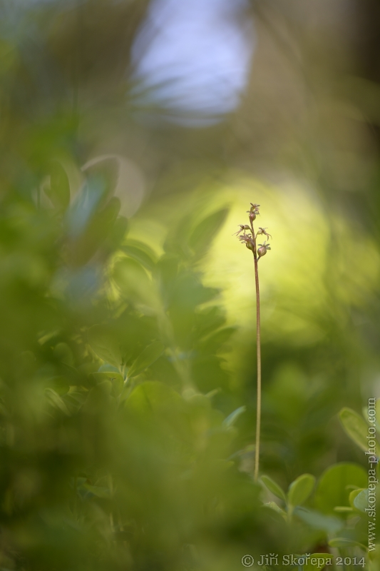 Listera cordata, bradáček srdčitý - NP Šumava