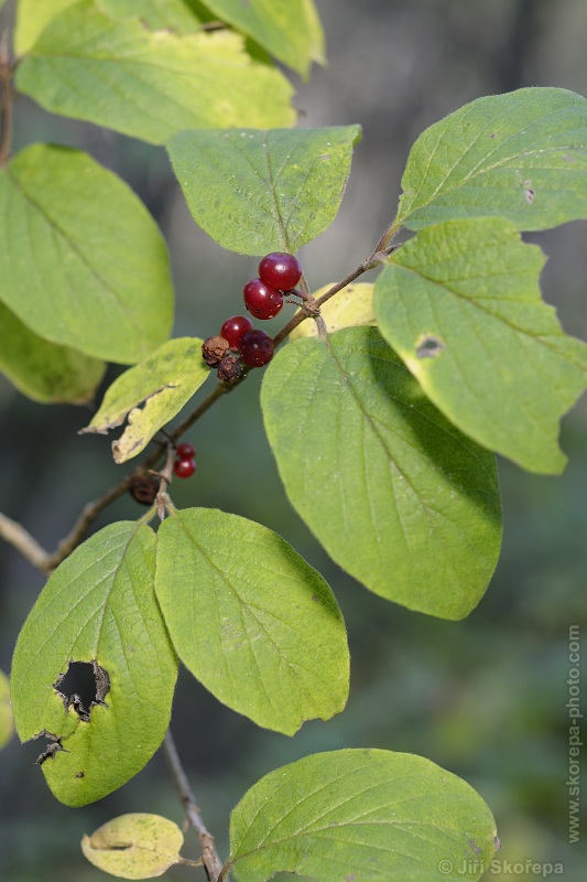 Lonicera xylosteum, zimolez obecný - PR Kladrubská hora, Táborsko