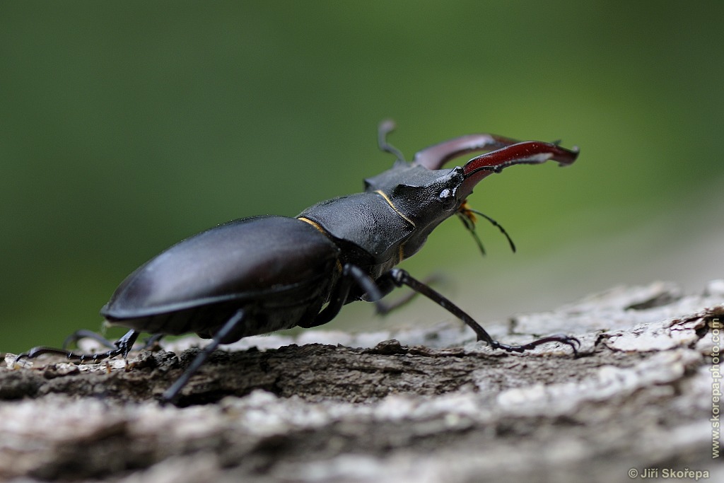 Lucanus cervus, roháč obecný - Klentnice, CHKO Pálava