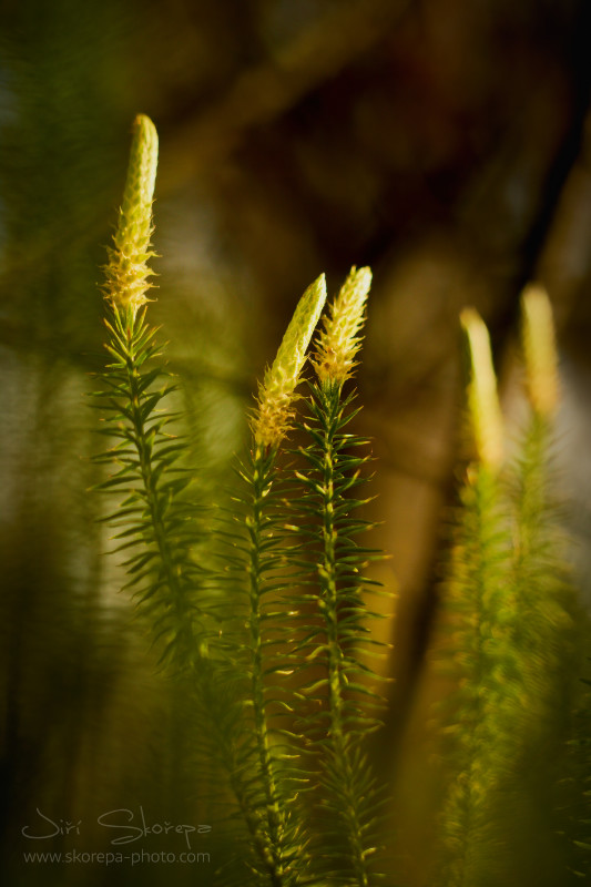 Lycopodium annotinum, plavuň pučivá - Borkovická blata, Táborsko