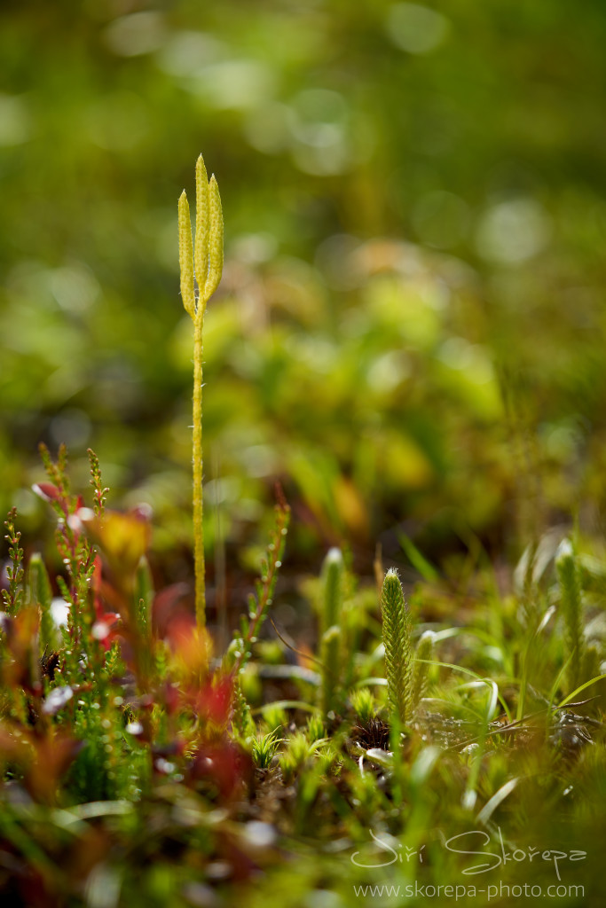 Lycopodium clavatum, plavuň vidlačka – Třeboňsko