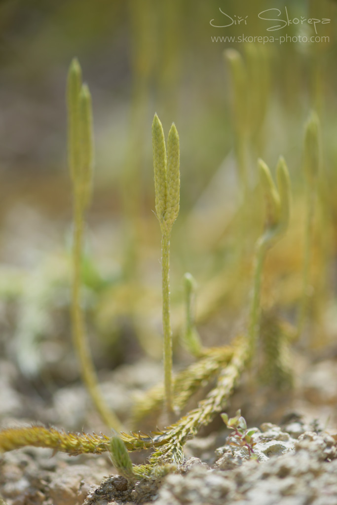 Lycopodium clavatum, plavuň vidlačka – Třeboňsko