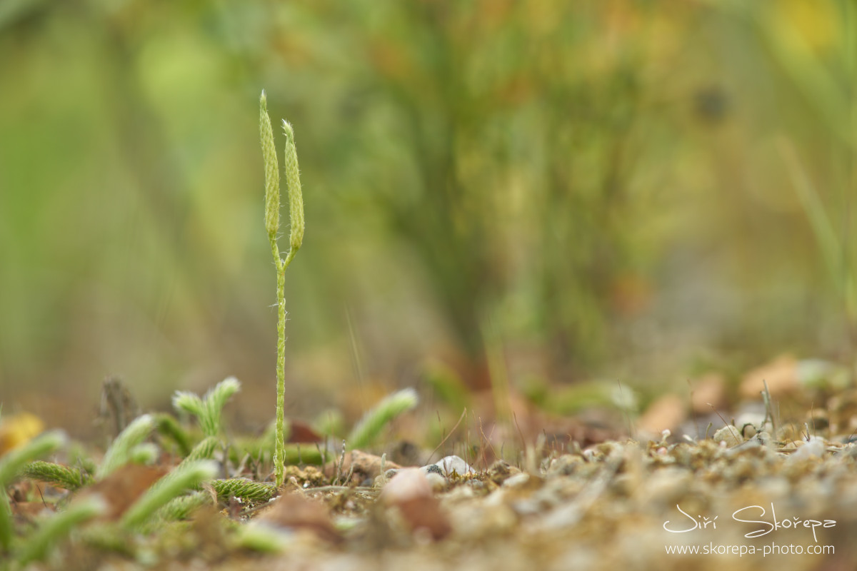 Lycopodium clavatum, plavuň vidlačka – Třeboňsko