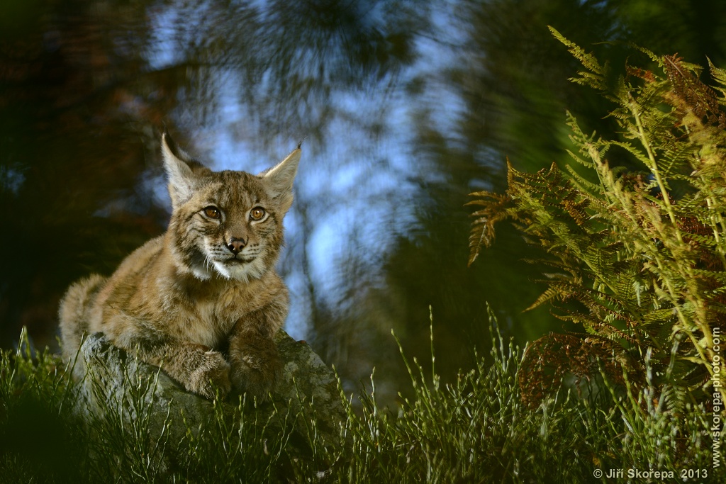 Lynx lynx, rys ostrovid