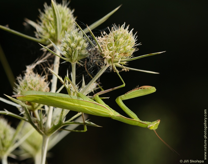 Mantis religiosa, kudlanka nábožná