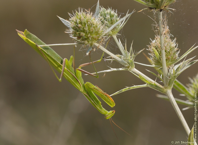 Mantis religiosa, kudlanka nábožná