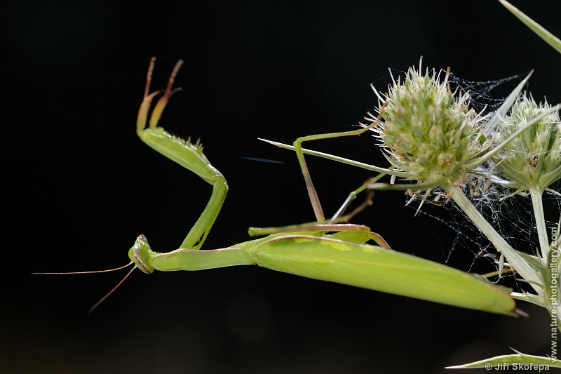 Mantis religiosa, kudlanka nábožná