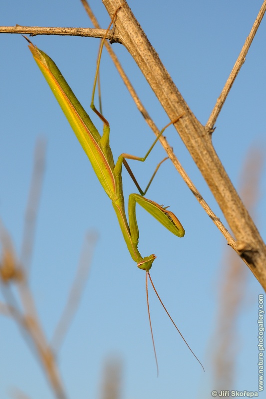 Mantis religiosa, kudlanka nábožná