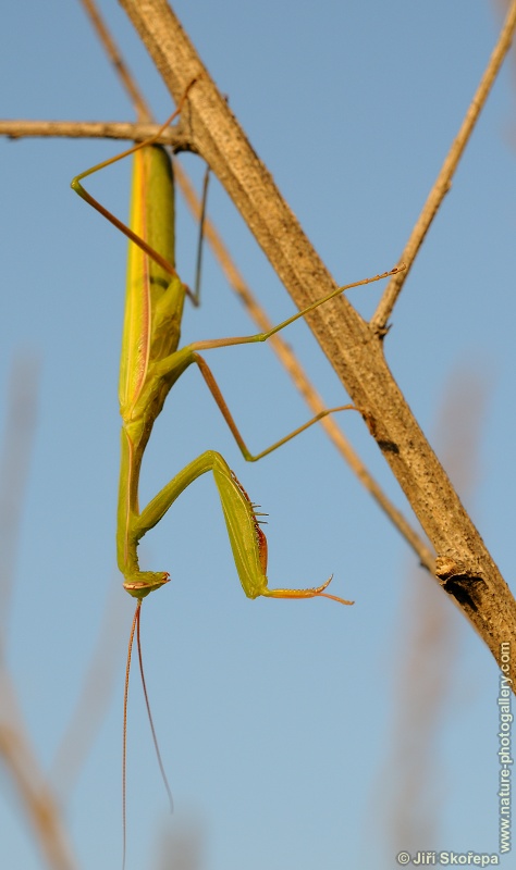 Mantis religiosa, kudlanka nábožná