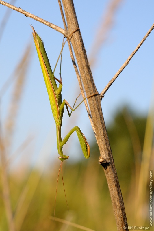 Mantis religiosa, kudlanka nábožná