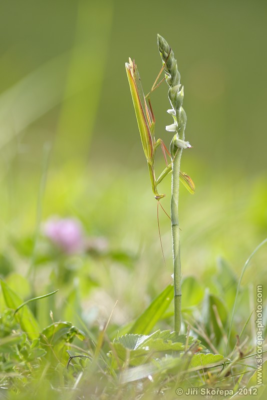 Mantis religiosa, kudlanka nábožná, sameček na švihlíku krutiklasu (Spiranthes spiralis) - Švařec, Žďársko